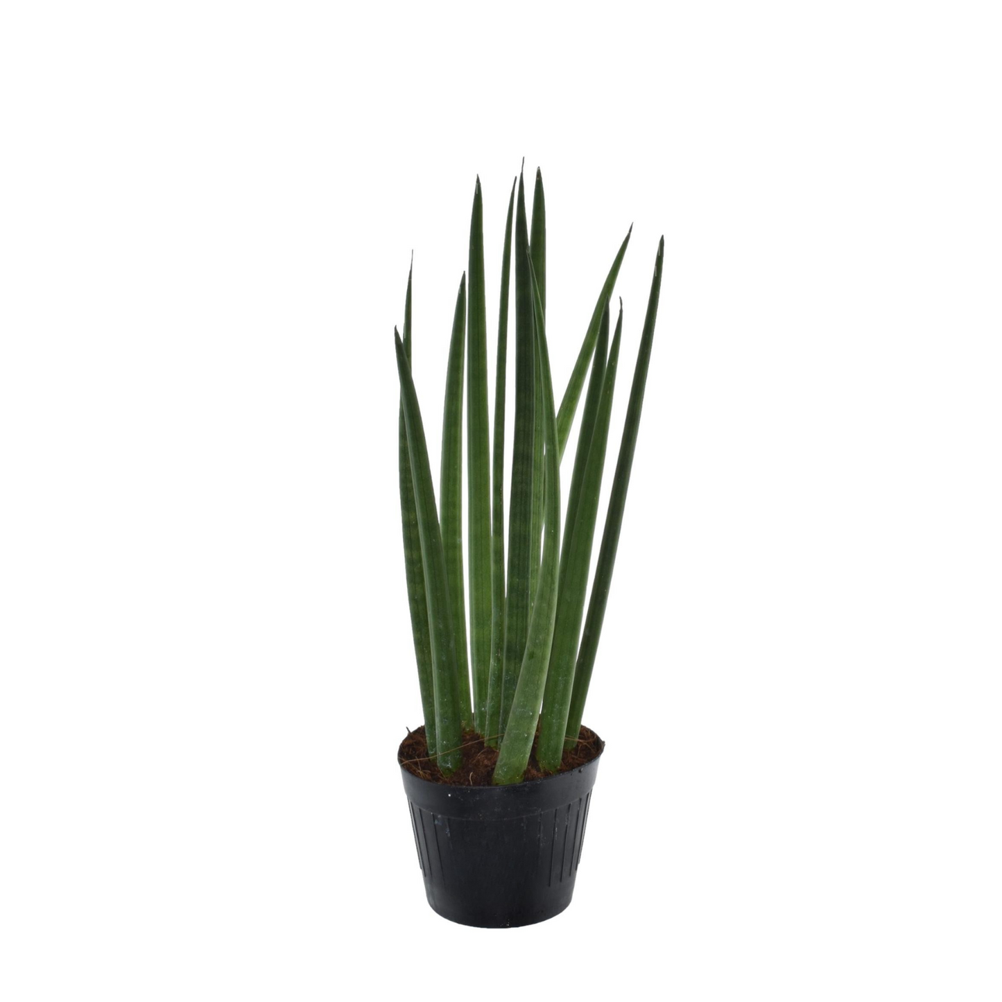 Sansevieria Cylindrica "Bacularis" - ⭥38cm