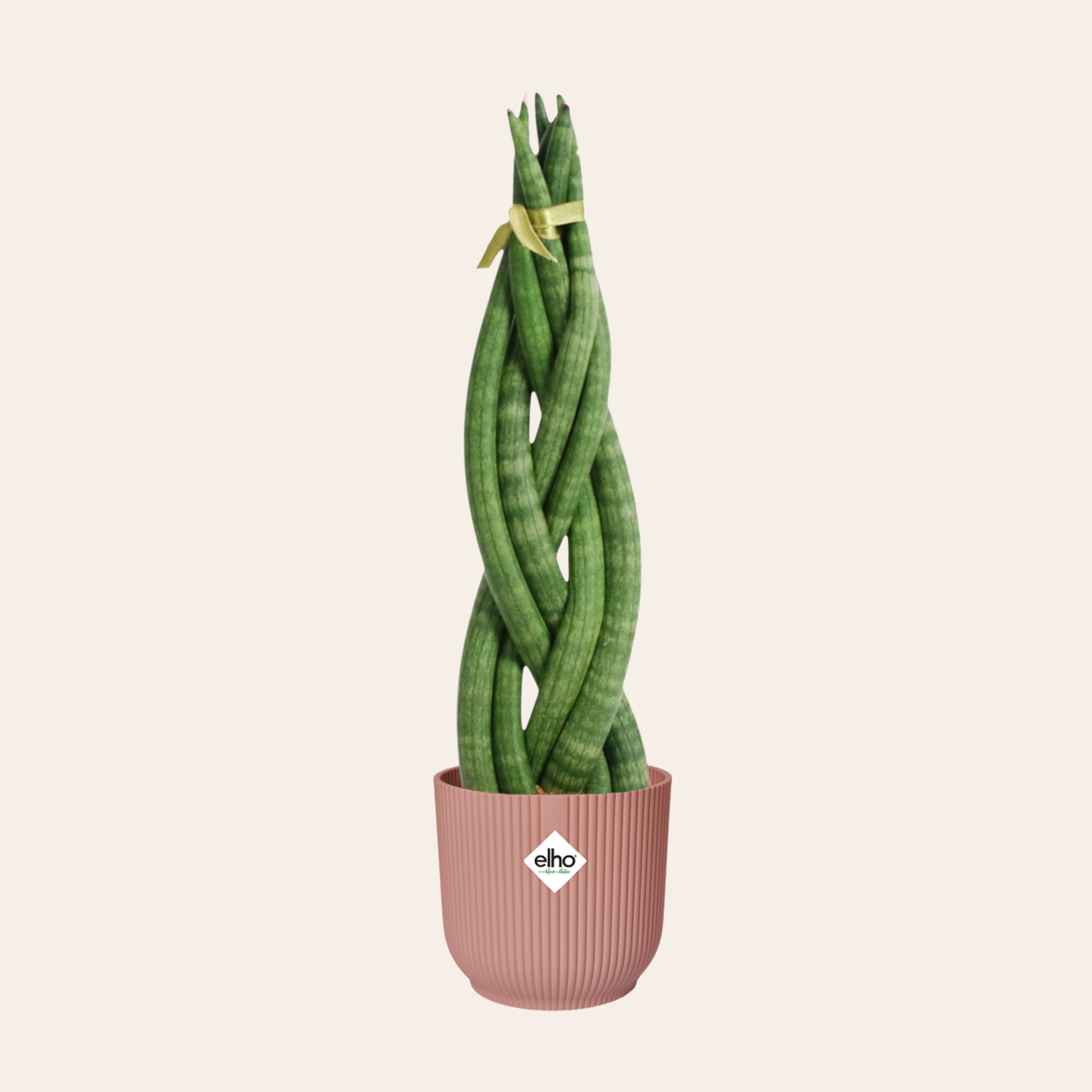 Sansevieria Cylindrica Twist - ⭥40cm - mit Pflanztopf ELHO Vibes in Rosa