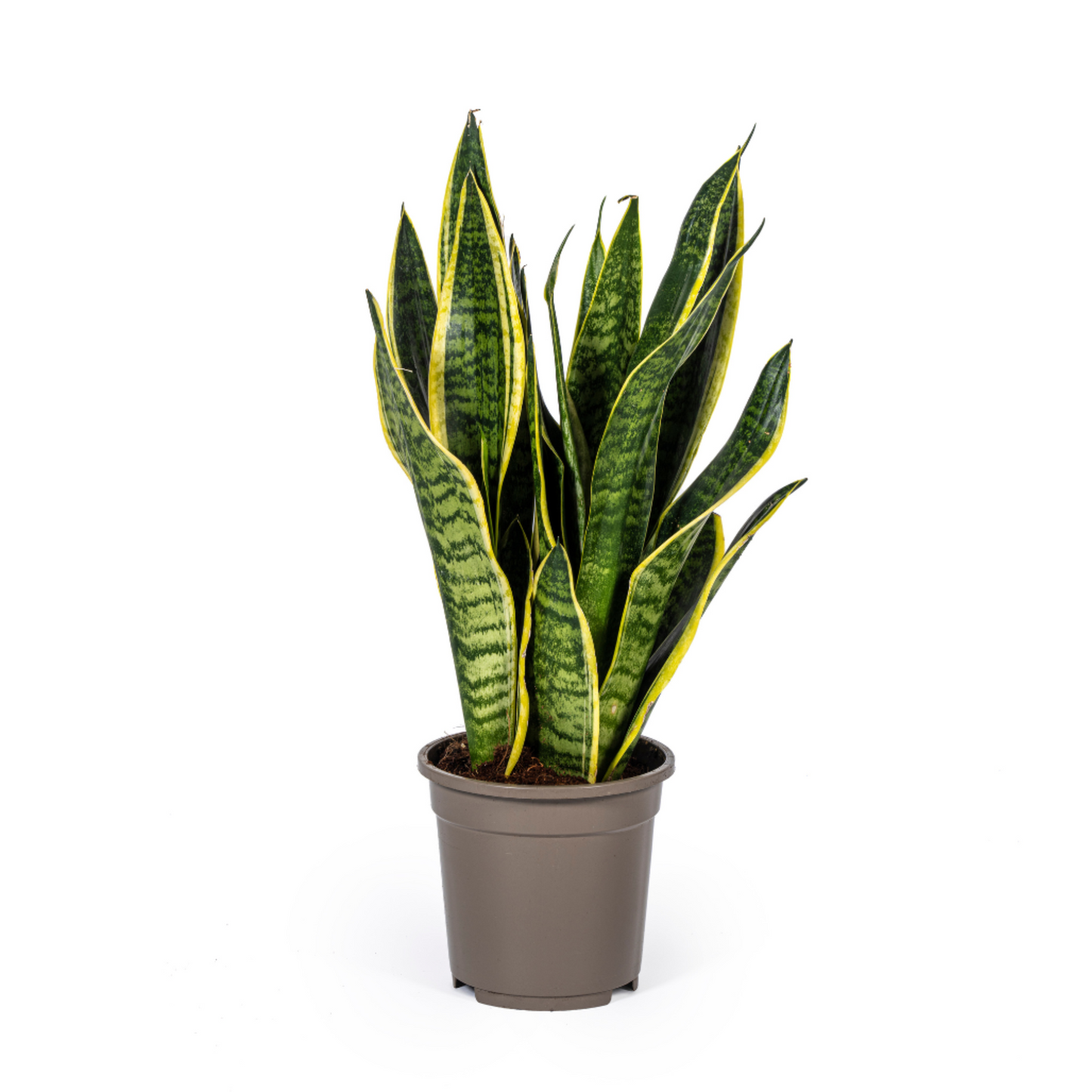 Sansevieria Trifasciata "Futura Superba" - ⭥50cm