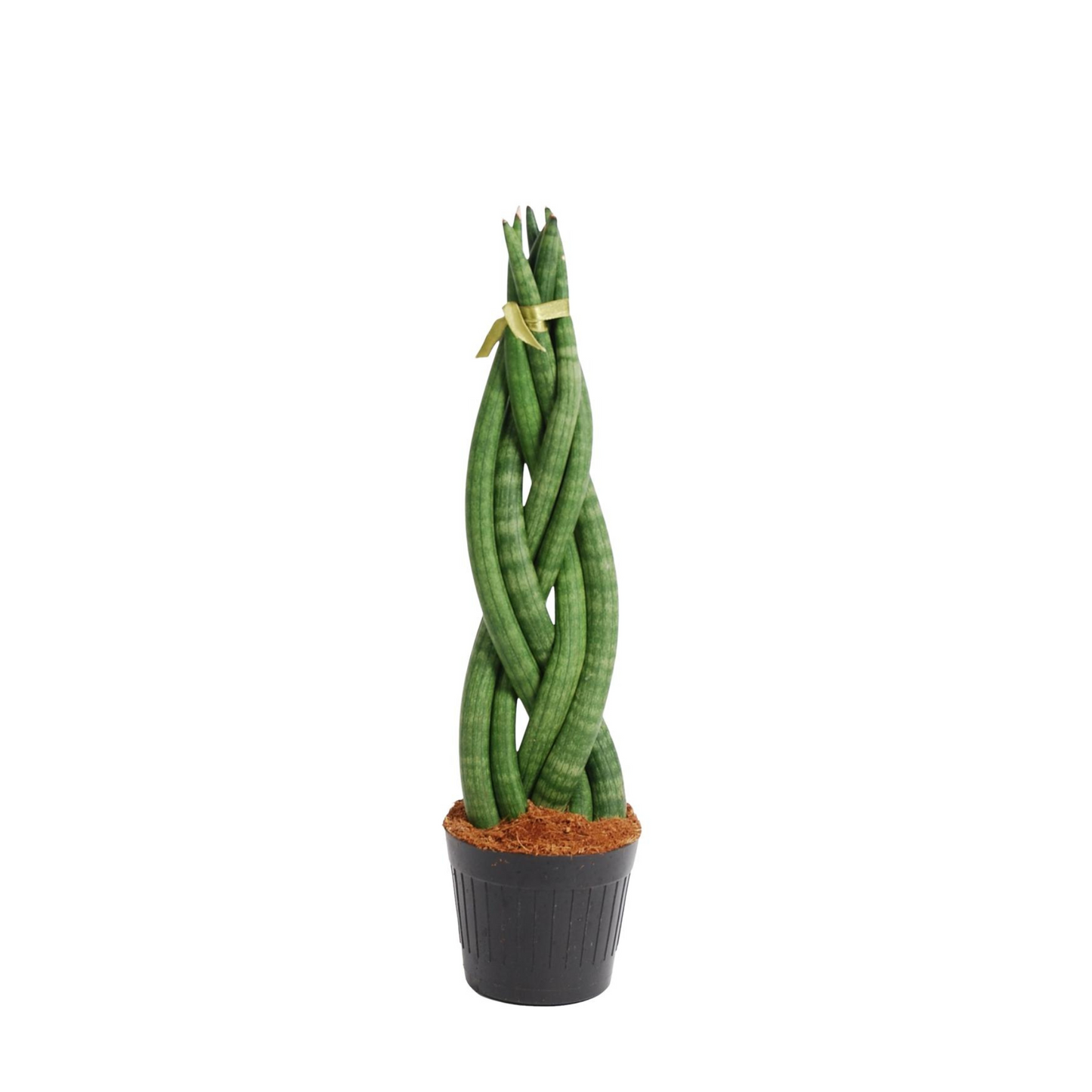 Sansevieria Cylindrica "Twist" - ⭥40cm