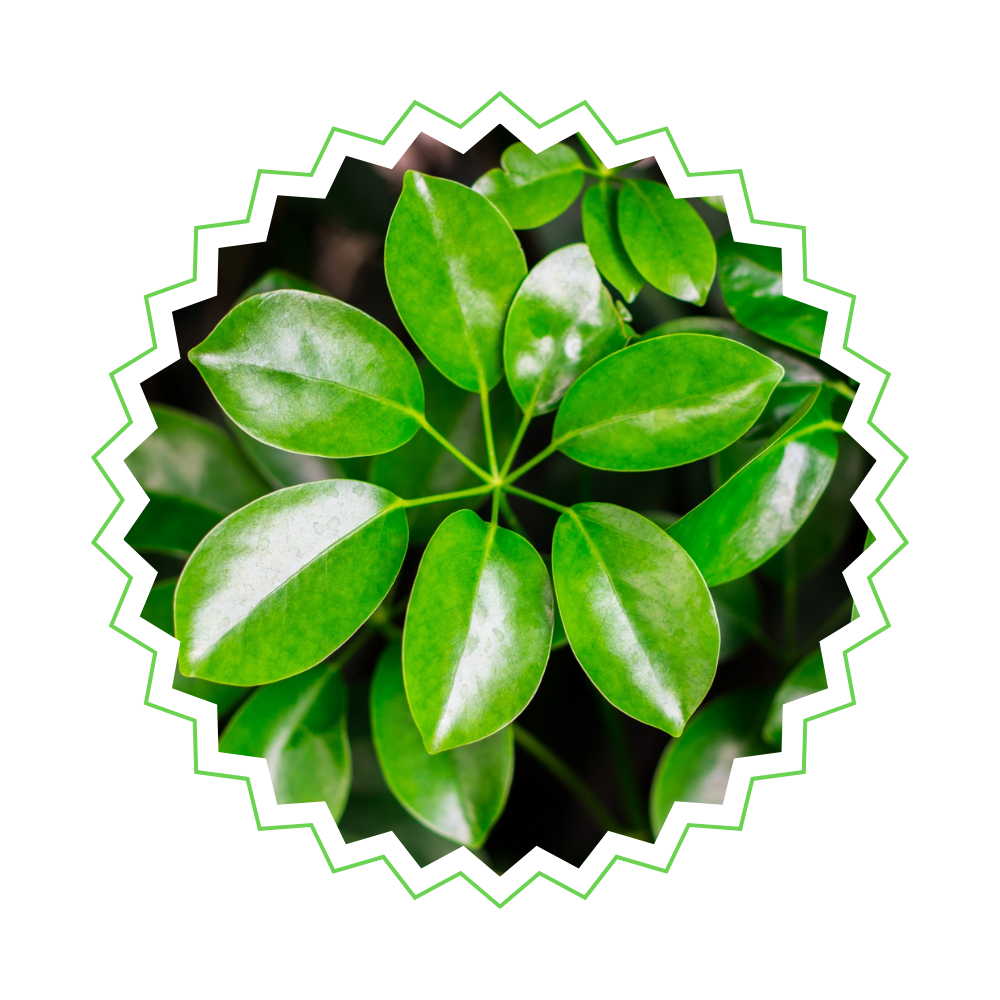 Schefflera - "Strahlenaralie" - ⭥150cm