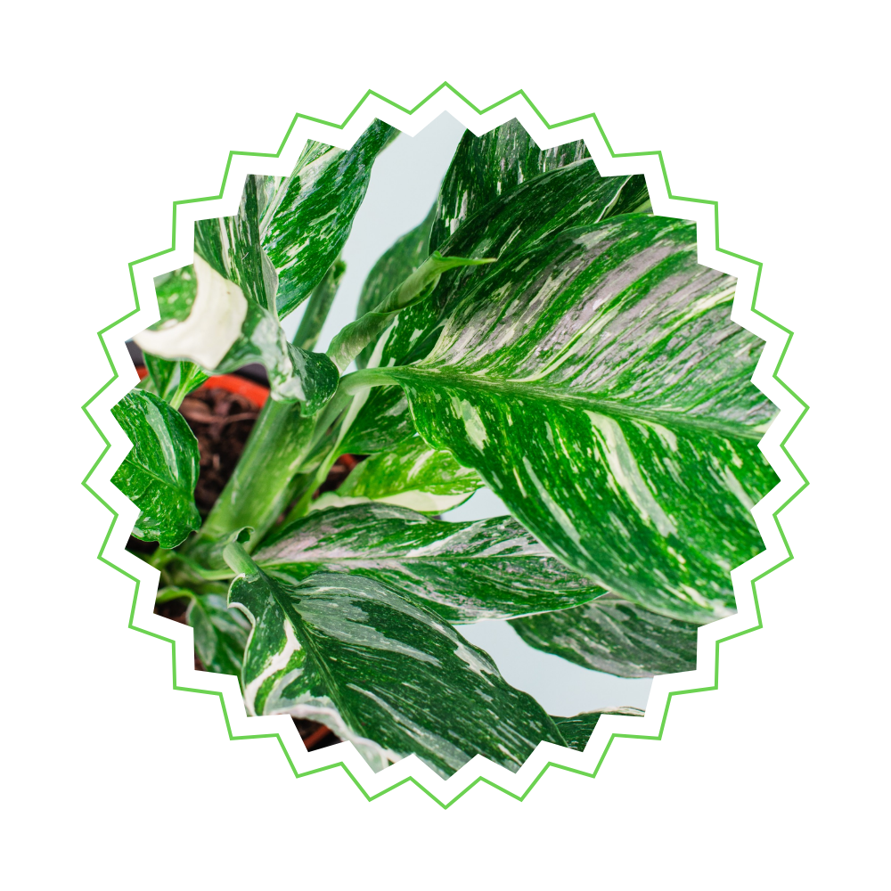 Spathiphyllum Diamond - "Einblatt" - ⭥40cm
