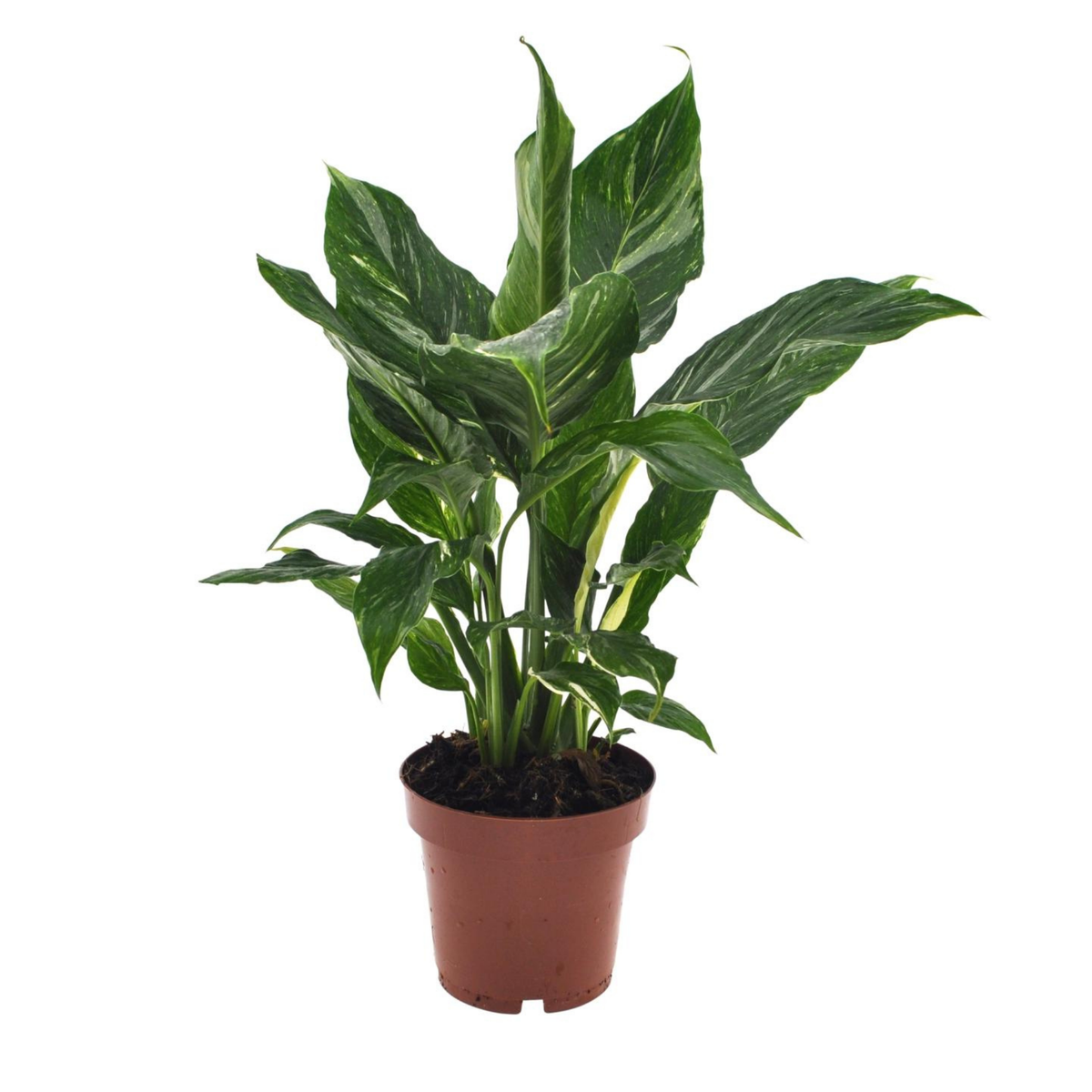 Spathiphyllum Diamond - "Einblatt" - ⭥40cm