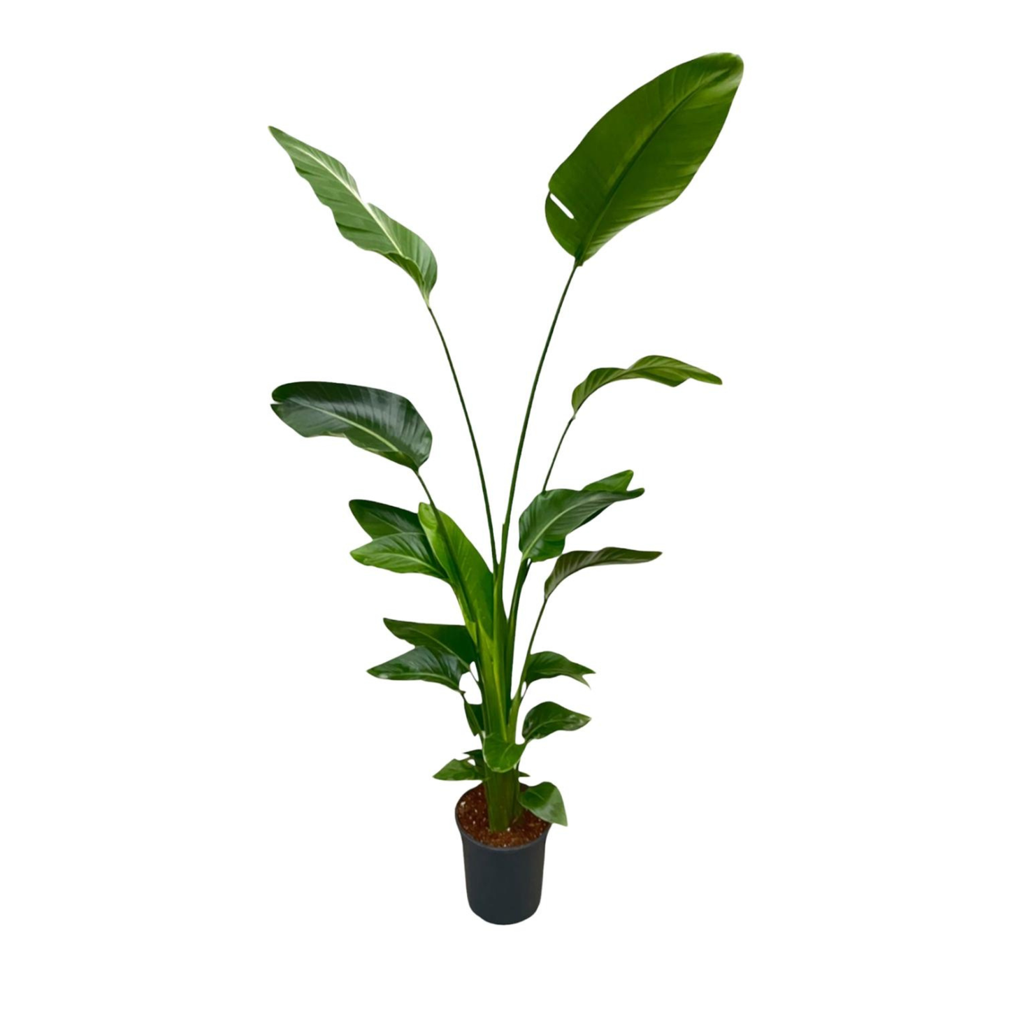 Strelitzia Nicolai - "Paradiesvogelblume" - ⭥170cm