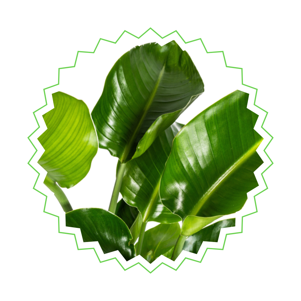 Strelitzia Nicolai - "Paradiesvogelblume" - ⭥190cm