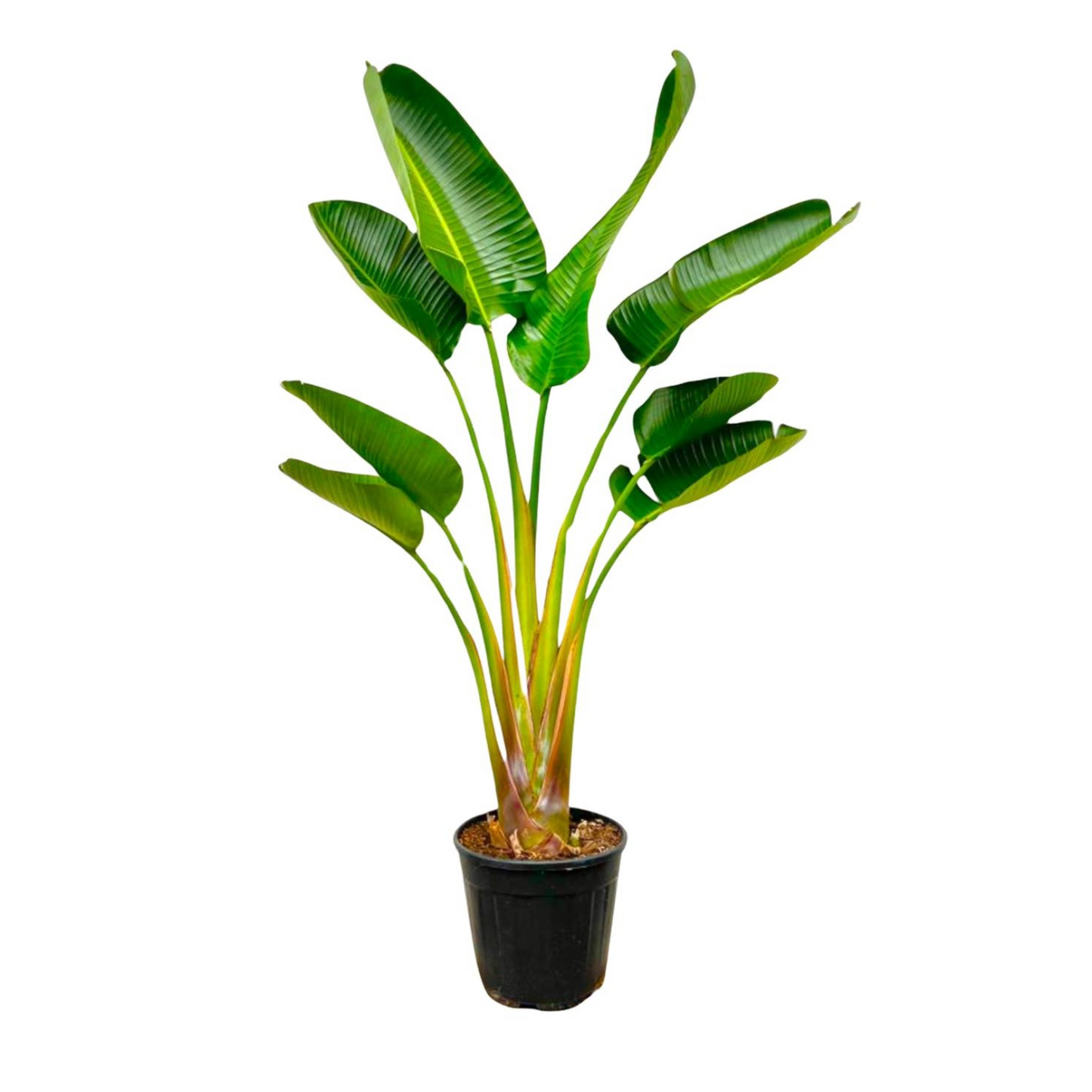 Strelitzia Augusta - "Weiße Paradiesvogelblume" - ⭥160cm