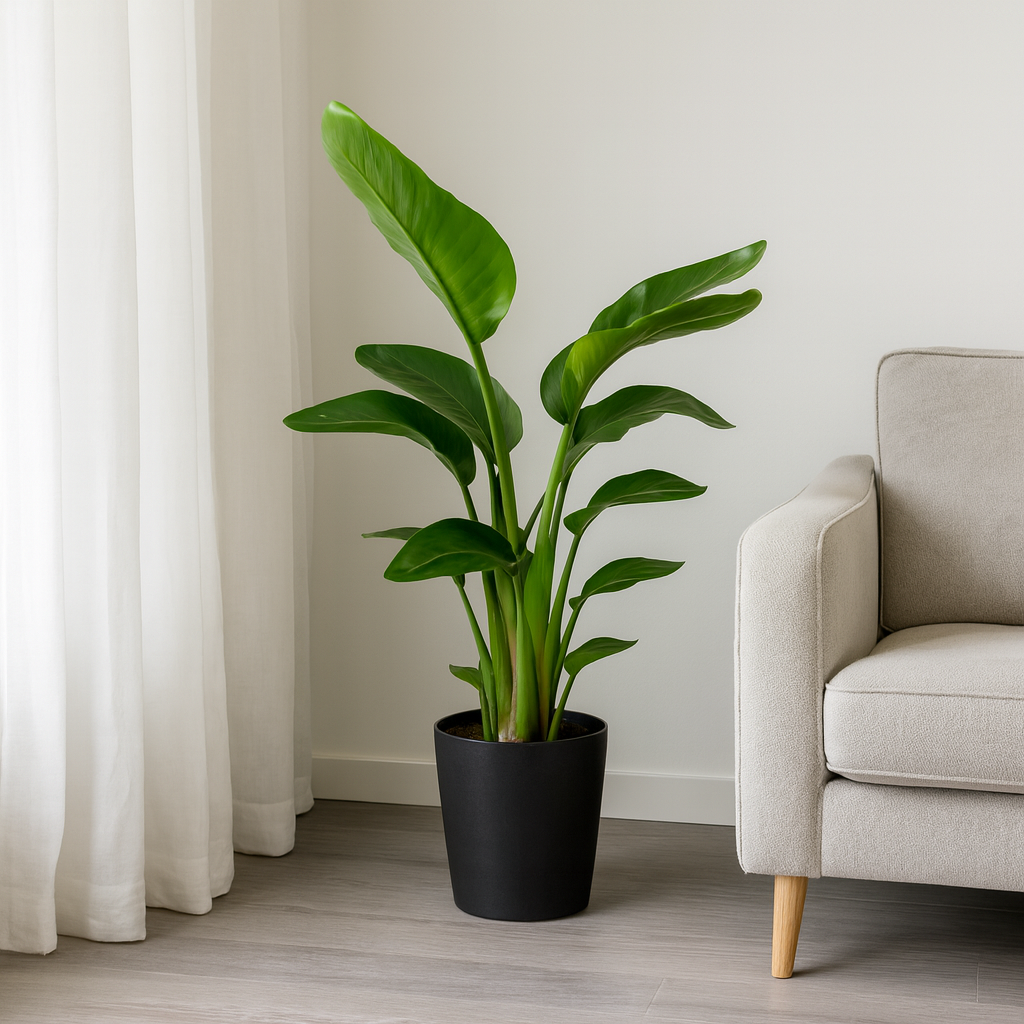 Strelitzia Nicolai - "Paradiesvogelblume" - ⭥100cm