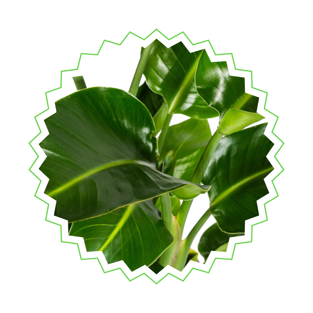 Strelitzia Nicolai - "Paradiesvogelblume" - ⭥100cm