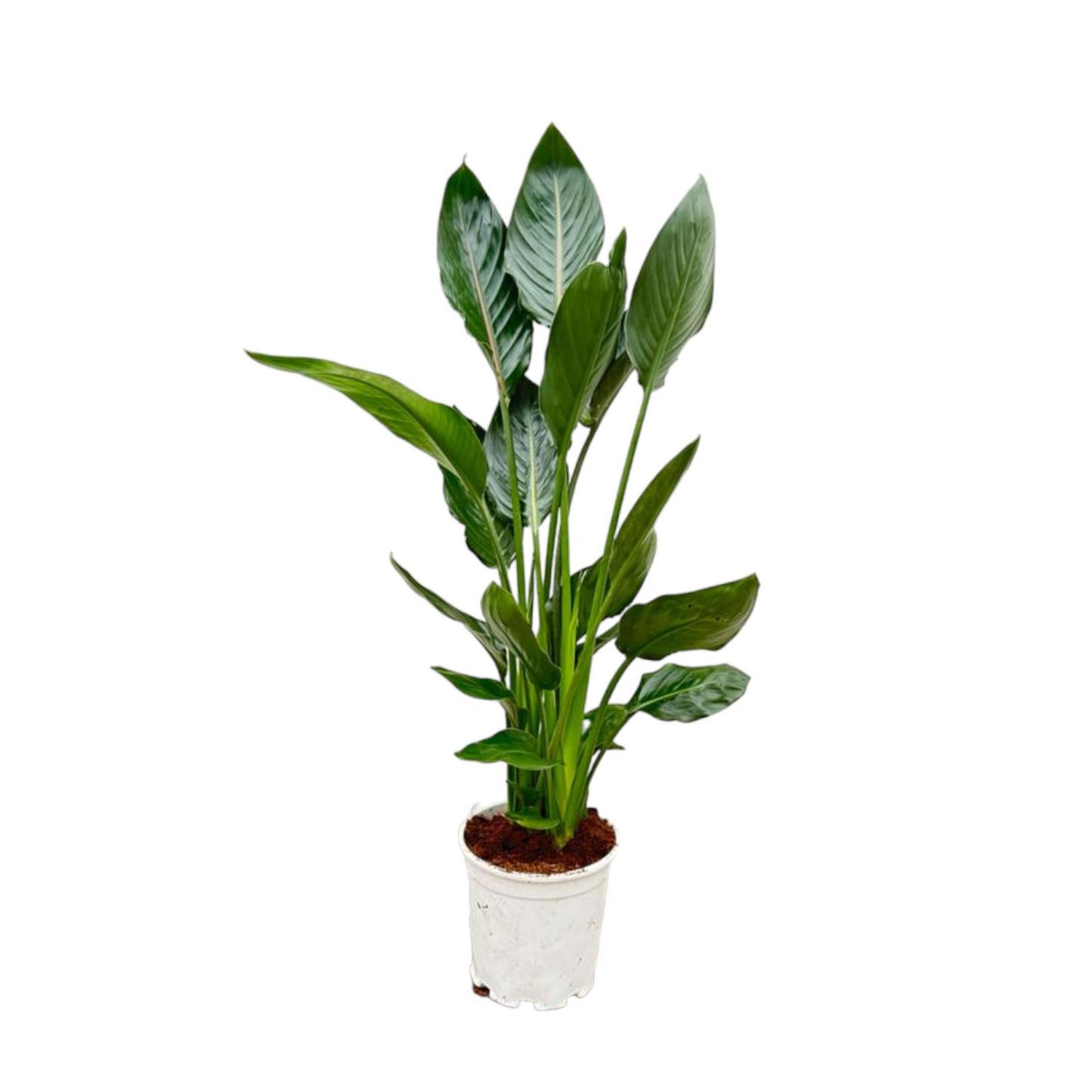 Strelitzia Reginae - "Papageienblume" - ⭥100cm