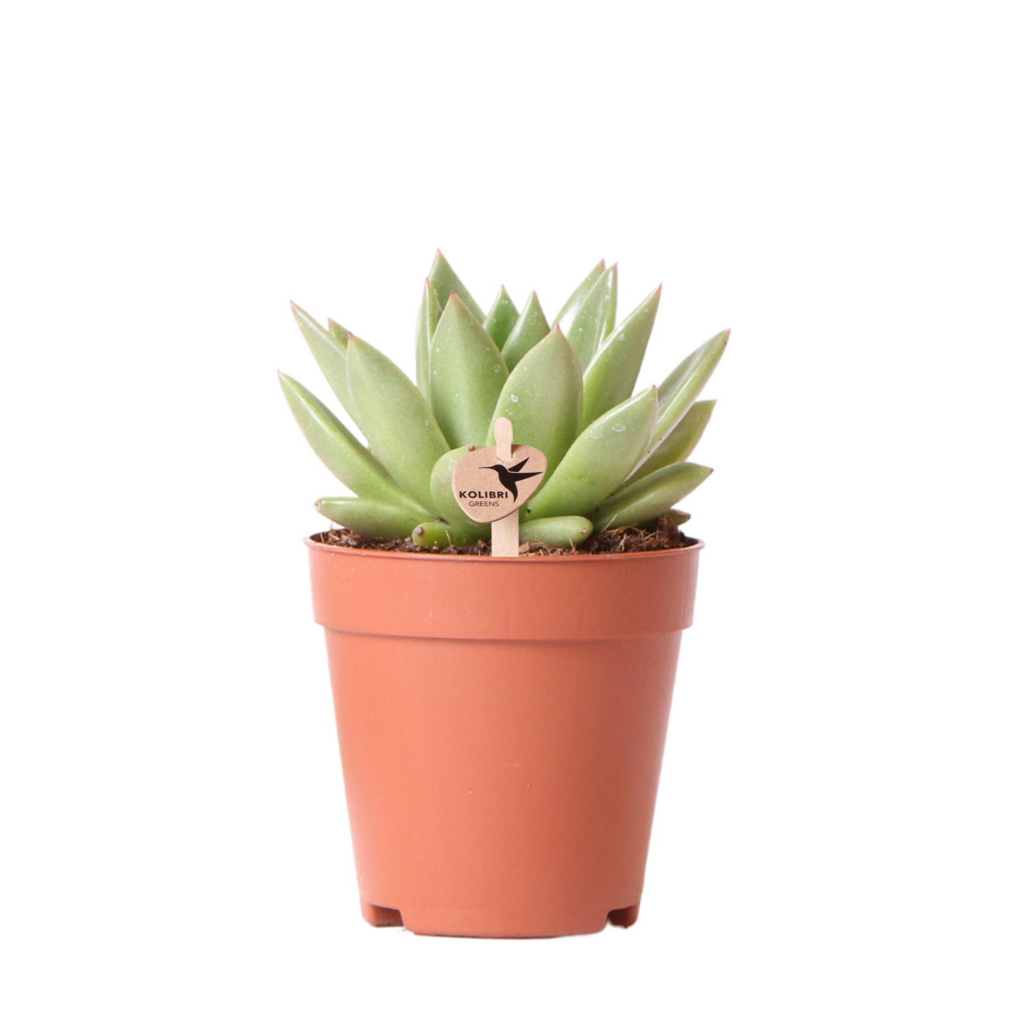 Sukkulente Echeveria "Miranda" - ⭥15cm