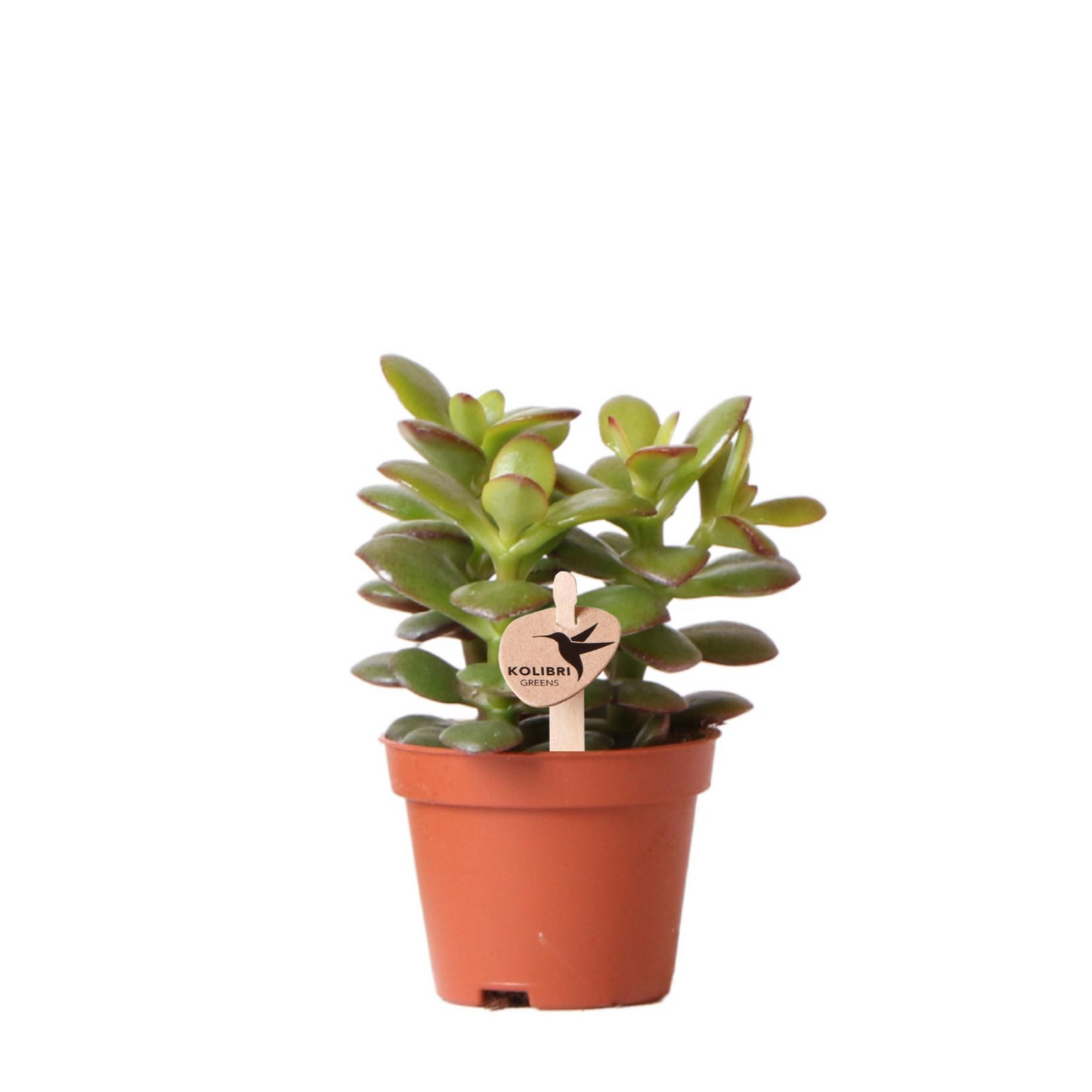 Sukkulente Crassula Ovata Minor - "Zwerg Geldbaum" - ⭥10cm