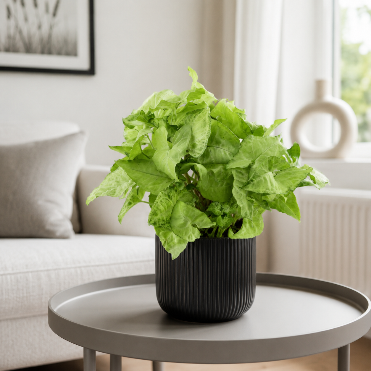 Syngonium White Butterfly - "Purpurtute" - ⭥35cm