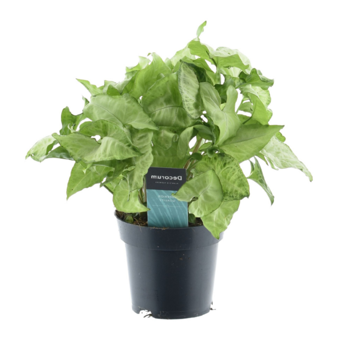 Syngonium White Butterfly - "Purpurtute" - ⭥35cm
