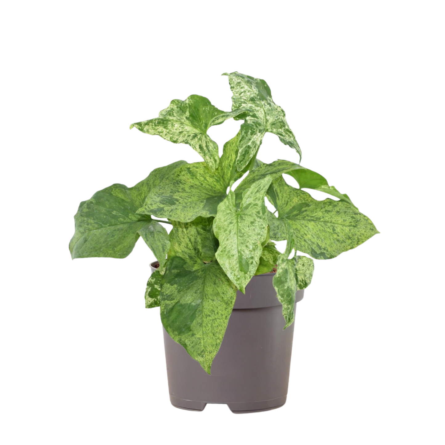 Syngonium Mottled - "Pfeilblatt" - ⭥25cm