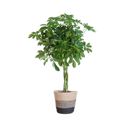 Schefflera Arab Nora - ⭥70cm - mit Pflanzkorb Lissabon in Schwarz