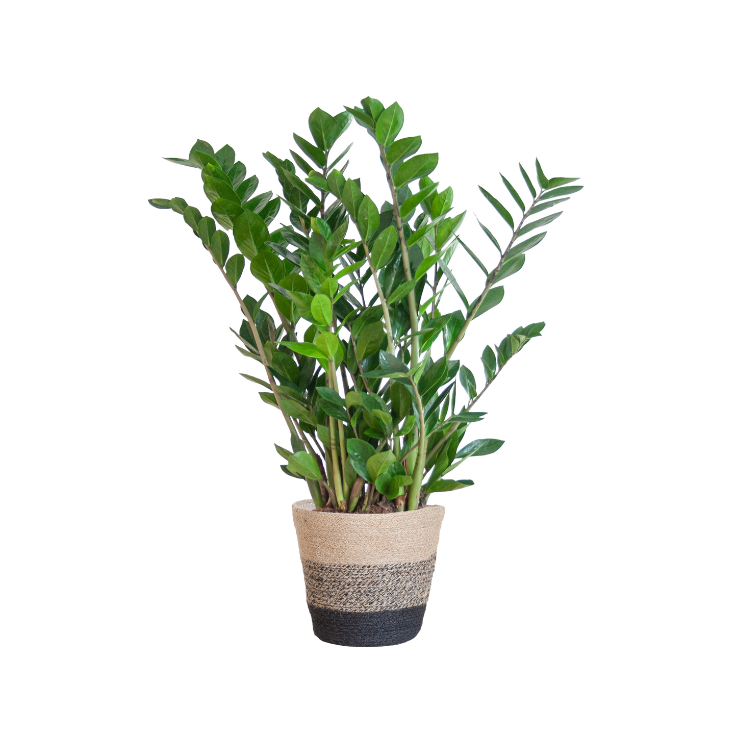 Zamioculcas Zamiifolia - ⭥80cm - mit Pflanzkorb Lissabon in Schwarz
