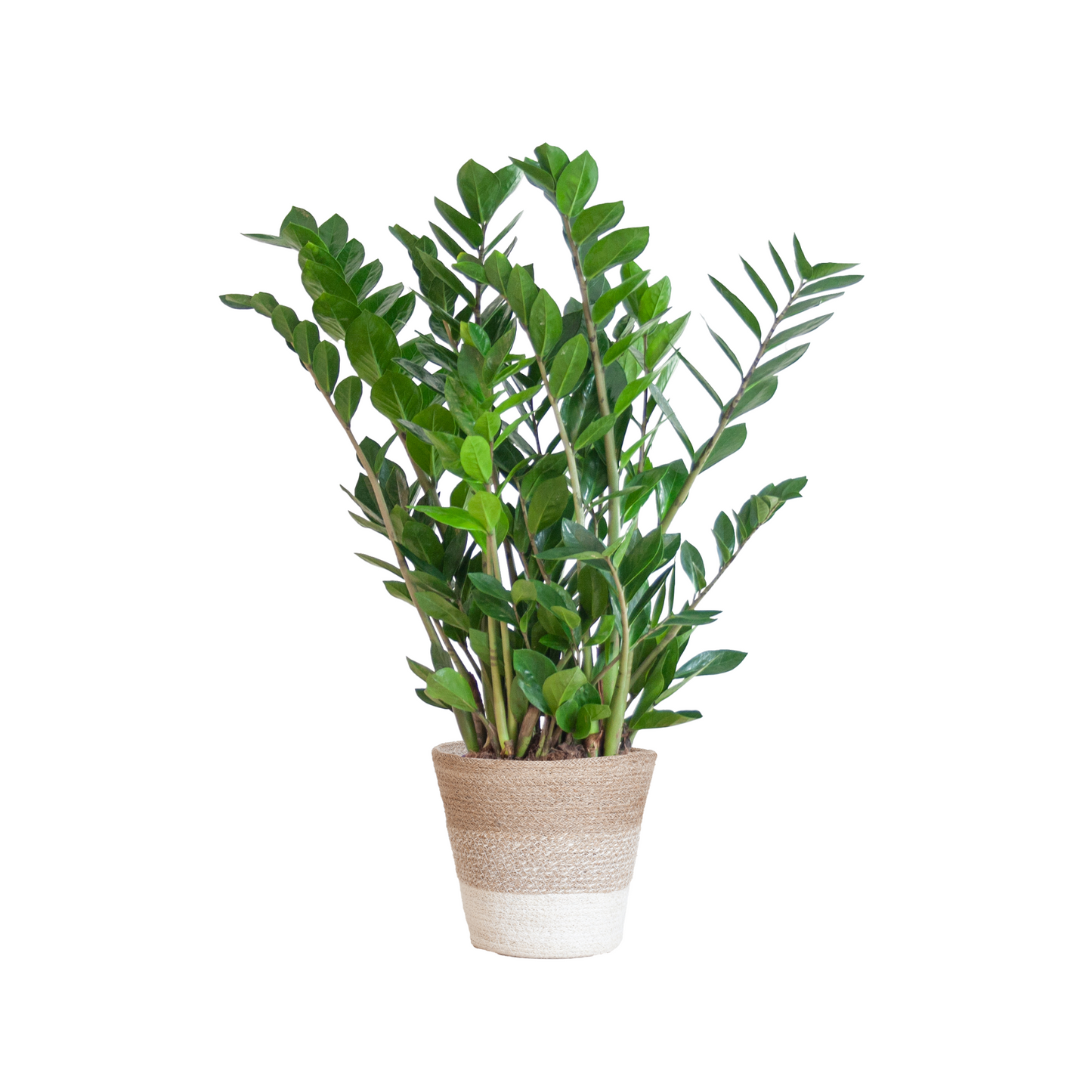 Zamioculcas Zamiifolia - ⭥80cm - mit Pflanzkorb Lissabon in Weiß