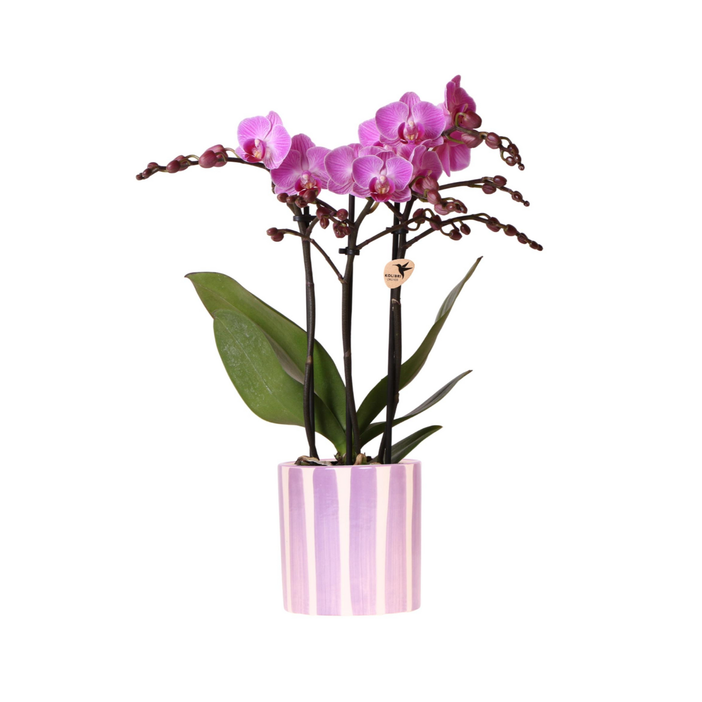 Schmetterlingsorchidee "Mineral Vienna" mit Ziertopf Painted Stripe in Lila