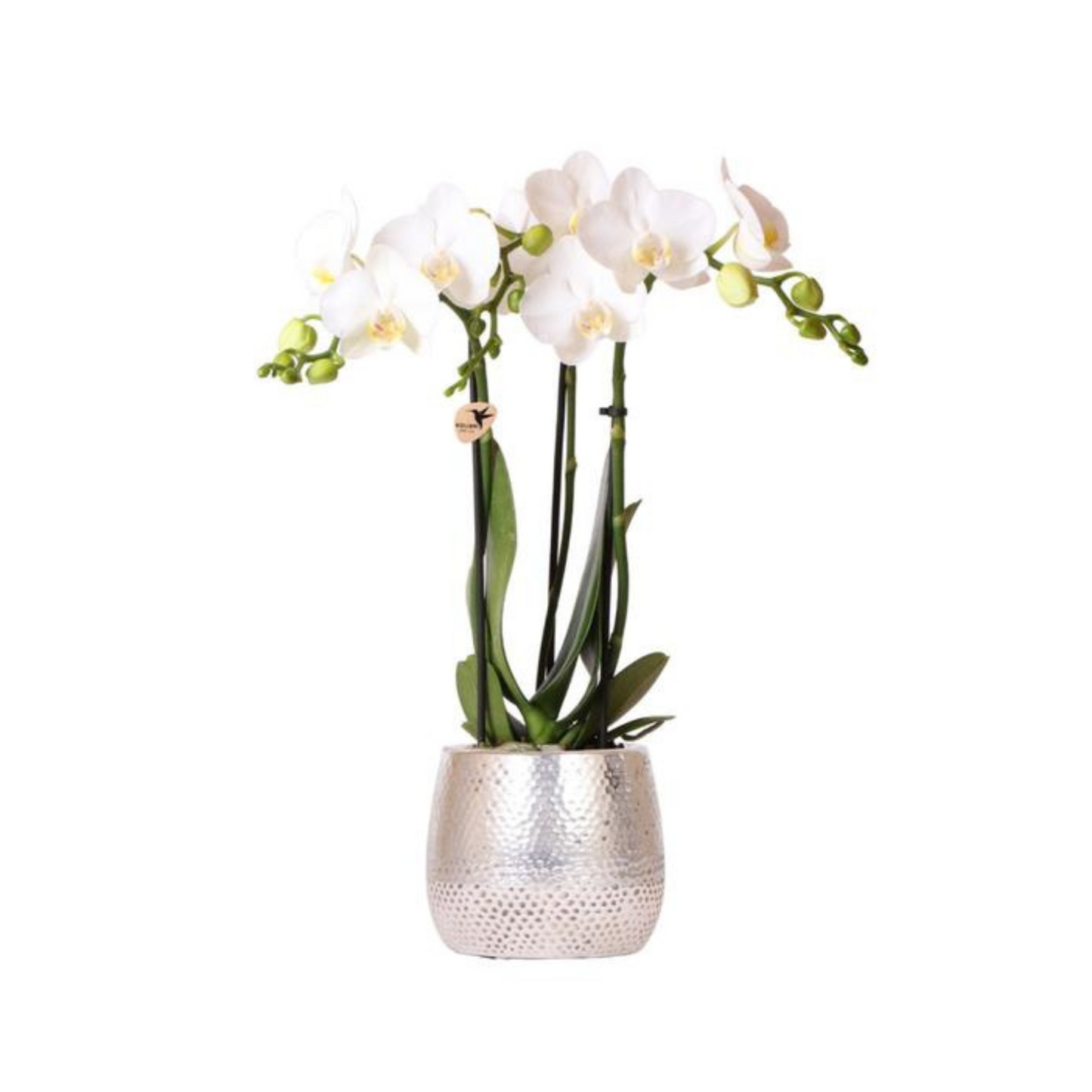Schmetterlingsorchidee "Amabilis" mit Ziertopf Elite in Silber
