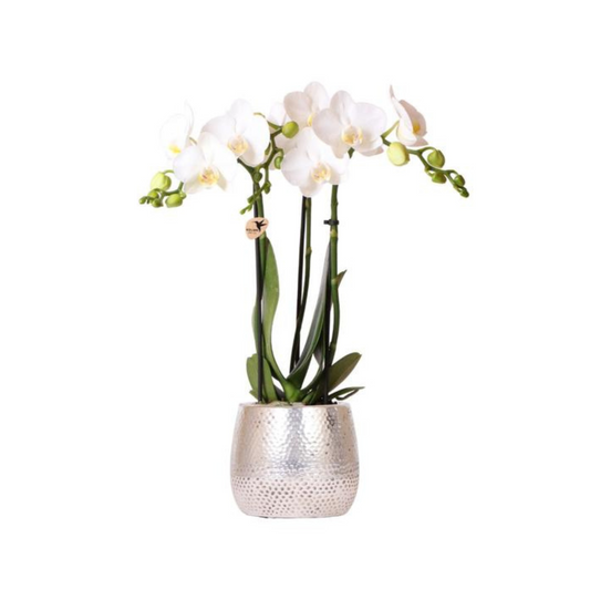 Weiße Orchidee "Amabilis" - ⭥35cm - mit Ziertopf Elite in Silber
