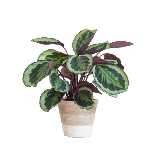 Calathea Medaillon - ⭥65cm - mit Pflanzkorb Lissabon in Weiß