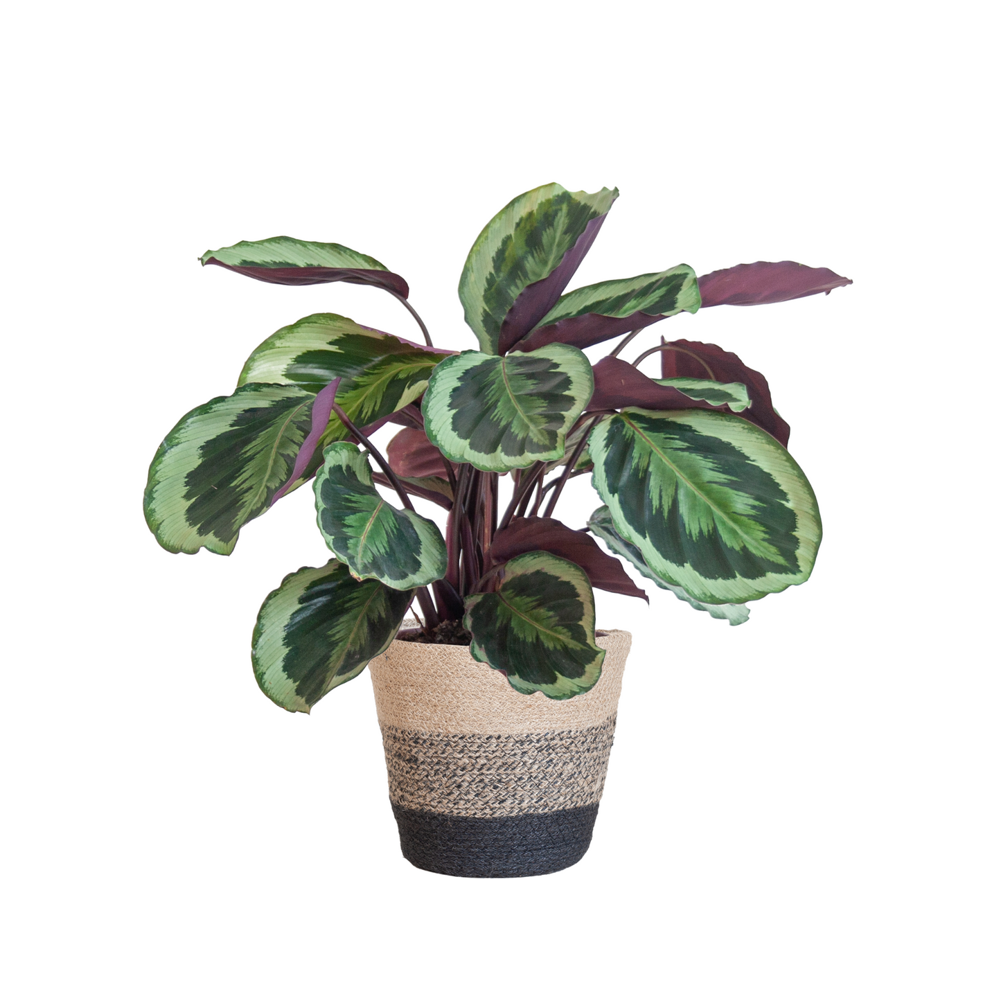Calathea Medaillon - ⭥65cm - mit Pflanzkorb Lissabon in Schwarz