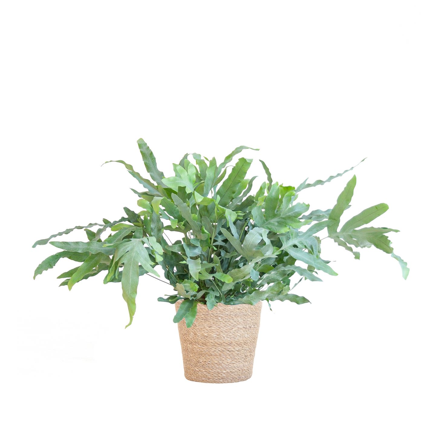 Phlebodium Aureum Blue Star - ⭥40cm - mit Pflanzkorb Sofia
