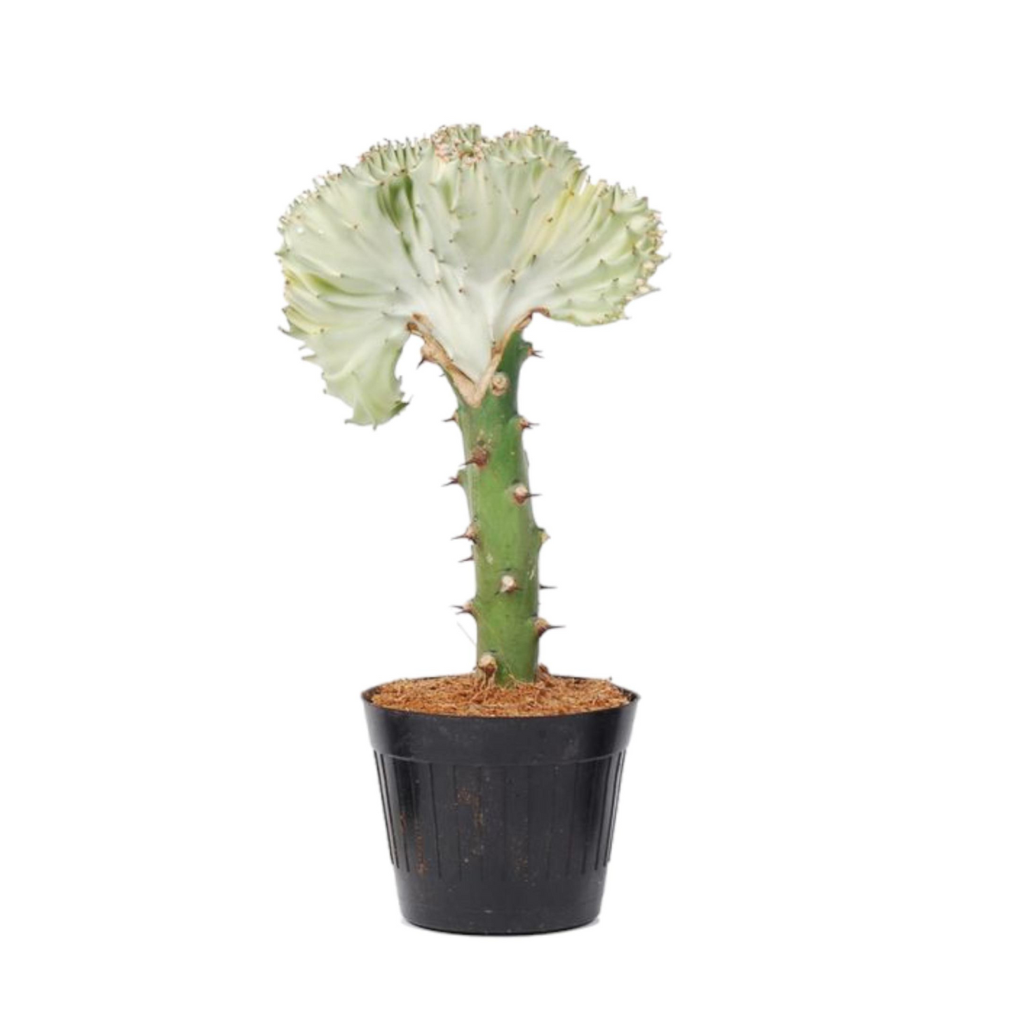 Weiße Euphorbia Lactea Cristata - ⭥35cm