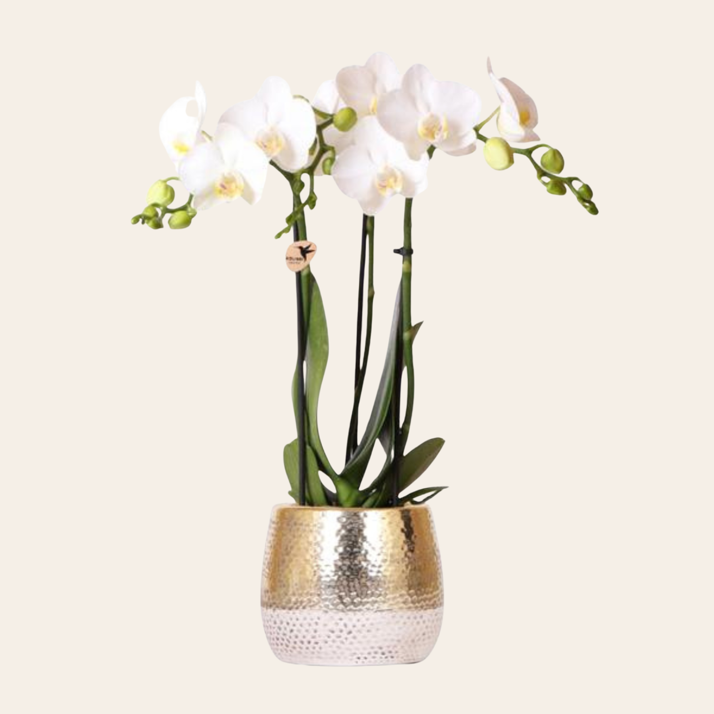 Weiße Orchidee "Amabilis" - ⭥35cm - mit Ziertopf Elite in Gold