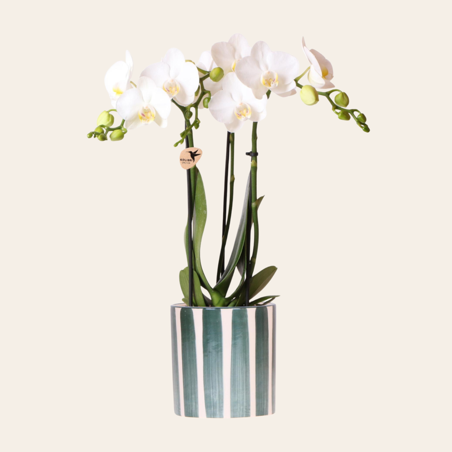 Weiße Orchidee "Amabilis" - ⭥35cm - mit Ziertopf Painted Stripe in Grün