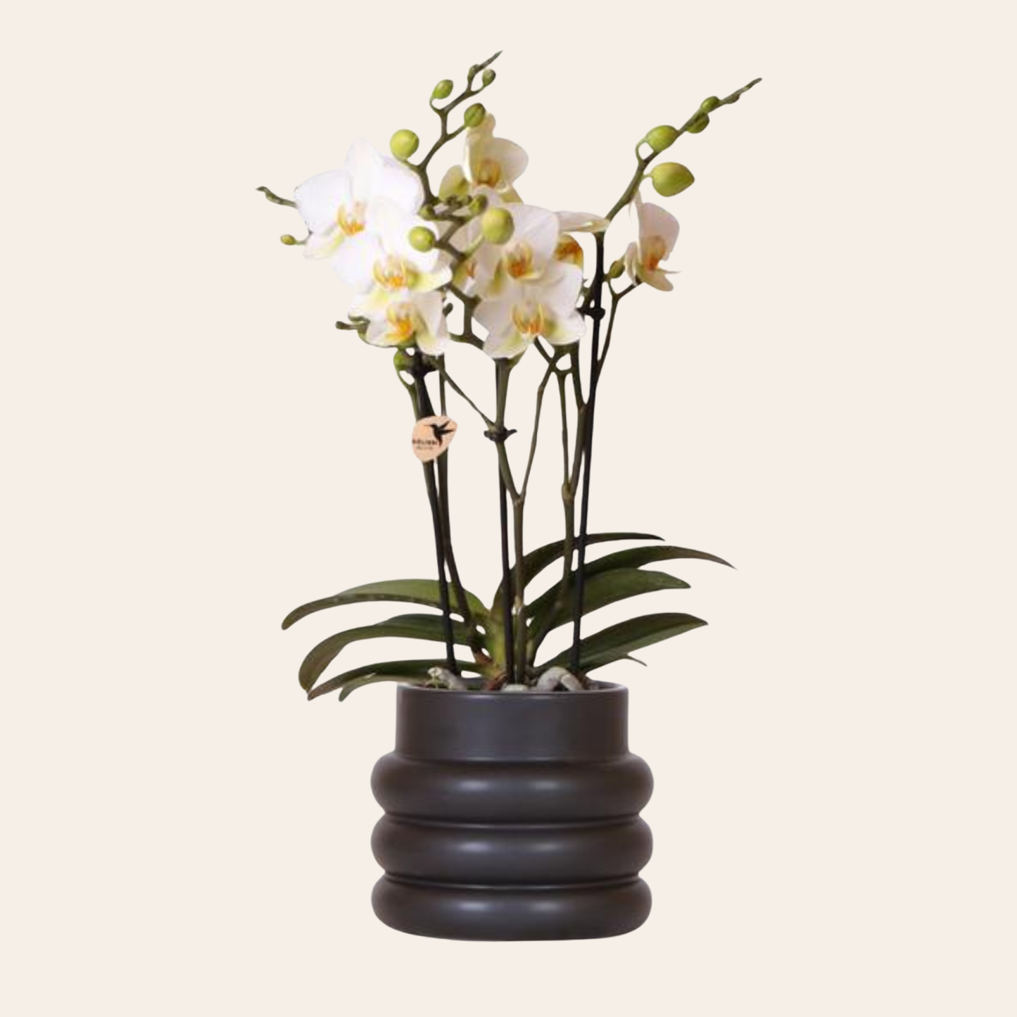 Weiße Orchidee "Lausanne" - ⭥35cm - mit Ziertopf Bubble in Schwarz