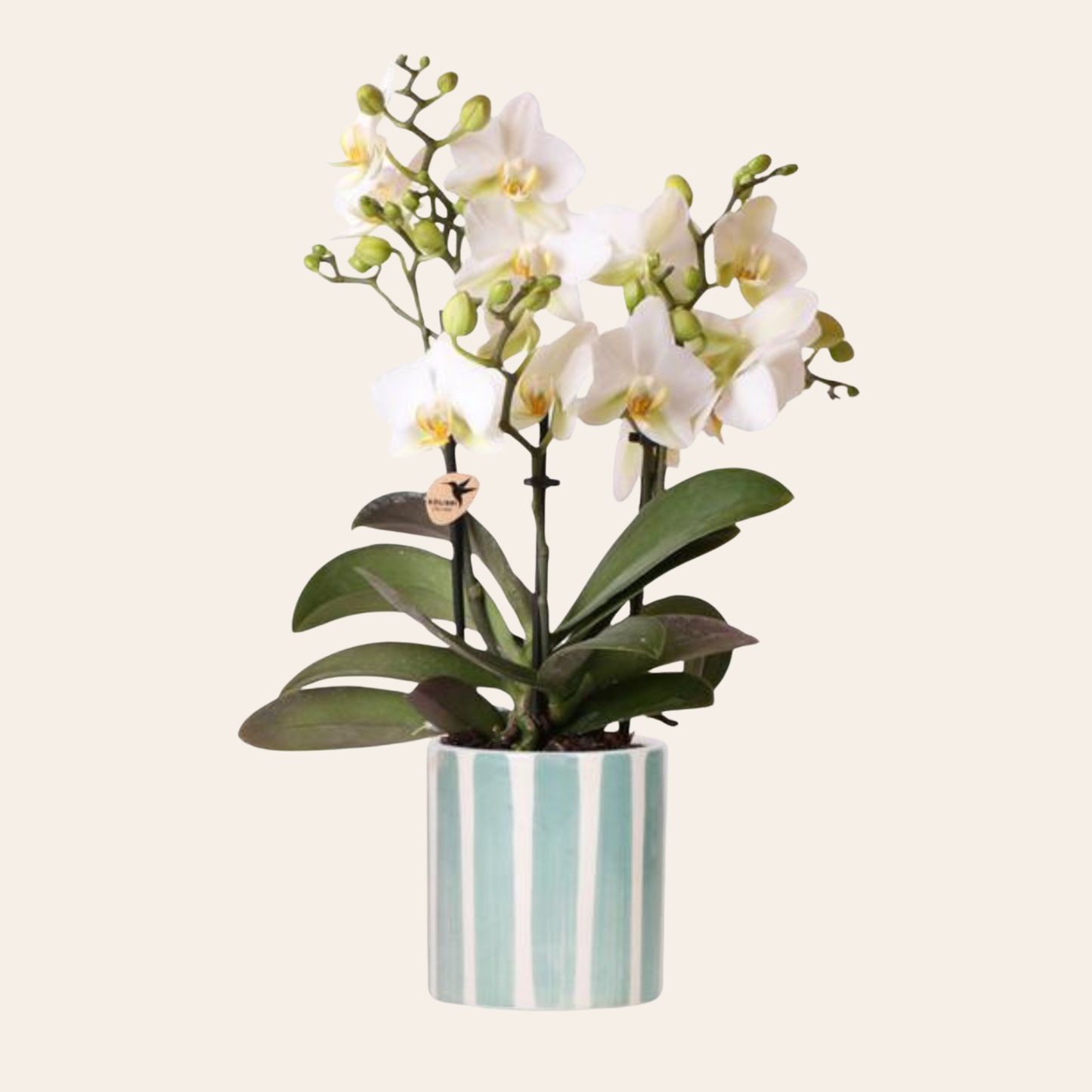 Weiße Orchidee "Lausanne" - ⭥35cm - mit Ziertopf Painted Stripe in Türkis