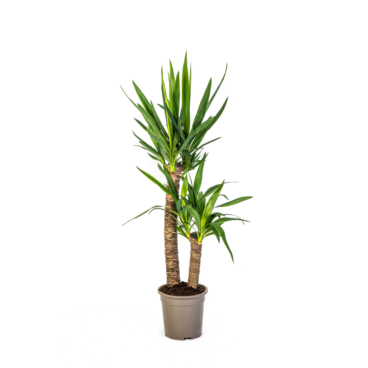 Yucca Elephantipes - "Palmlilie" - ⭥80cm