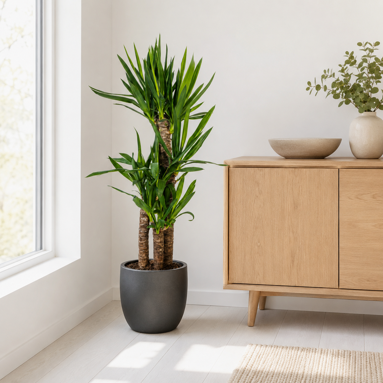 Yucca Elephantipes - "Palmlilie" - ⭥100cm