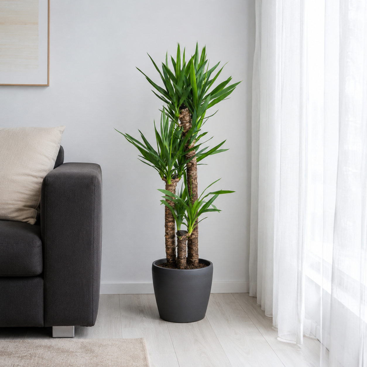 Yucca Elephantipes - "Palmlilie" - ⭥130cm