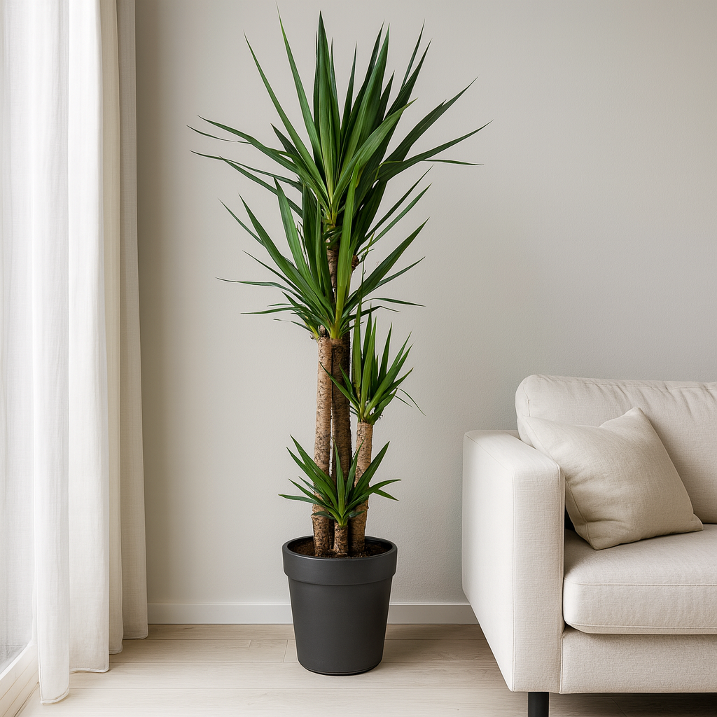 Yucca Elephantipes - "Palmlilie" - ⭥160cm