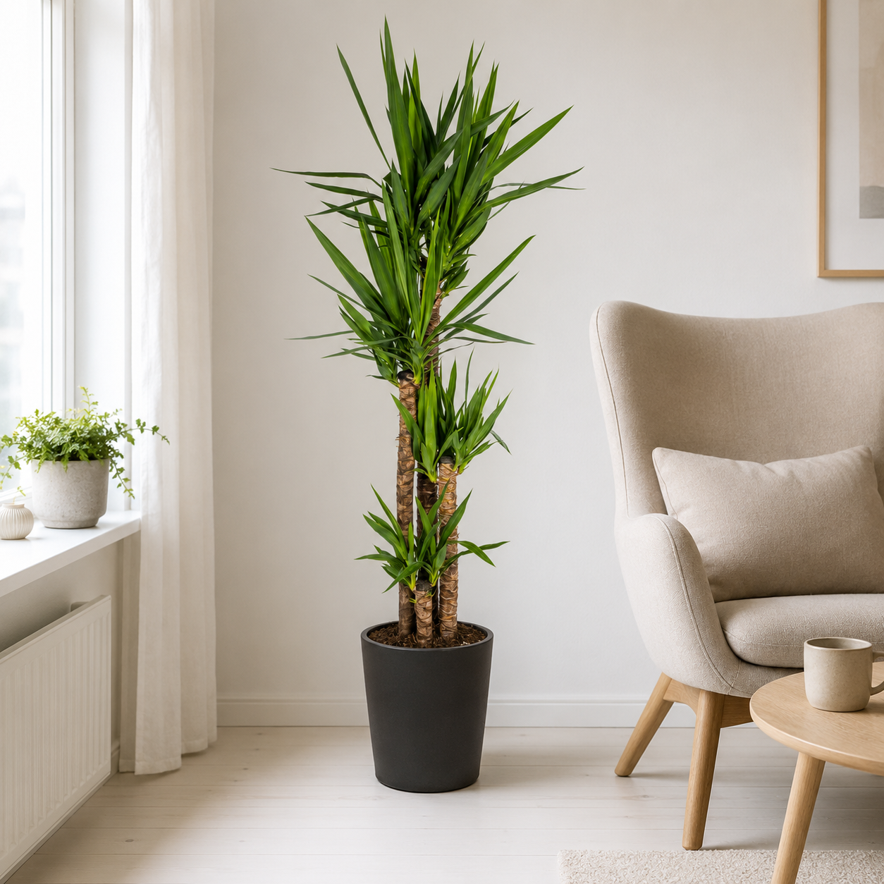 Yucca Elephantipes - "Palmlilie" - ⭥160cm