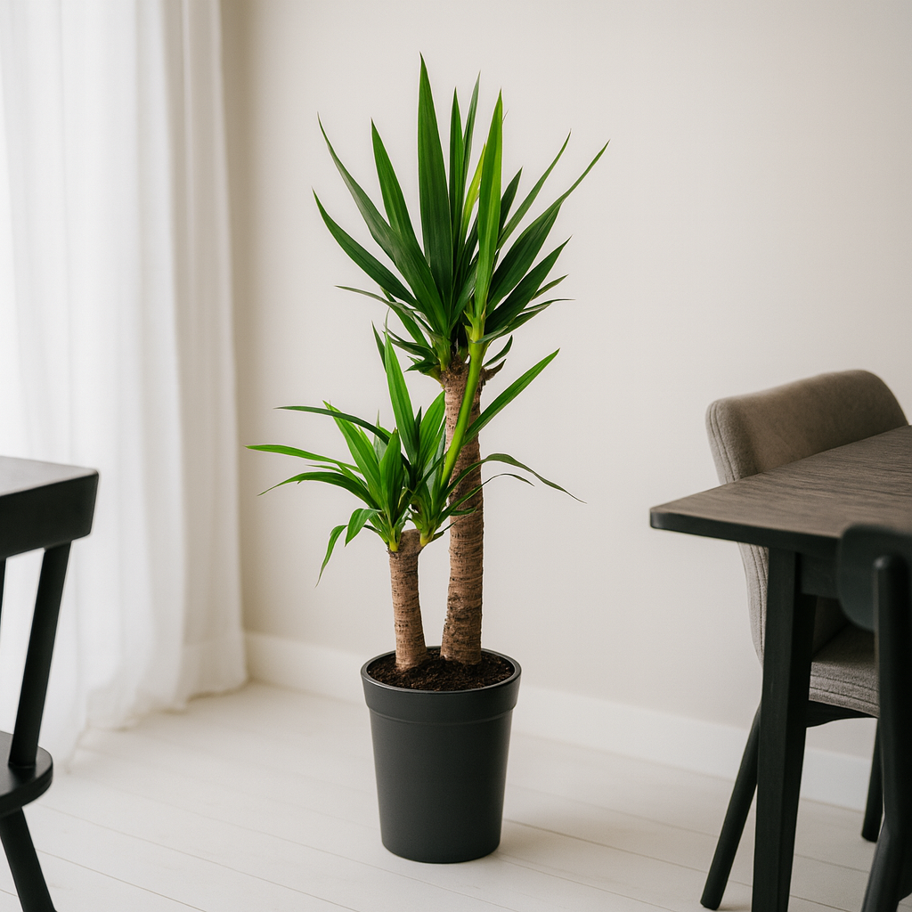 Yucca Elephantipes - "Palmlilie" - ⭥80cm