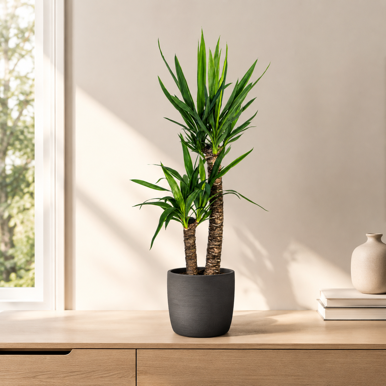 Yucca Elephantipes - "Palmlilie" - ⭥80cm