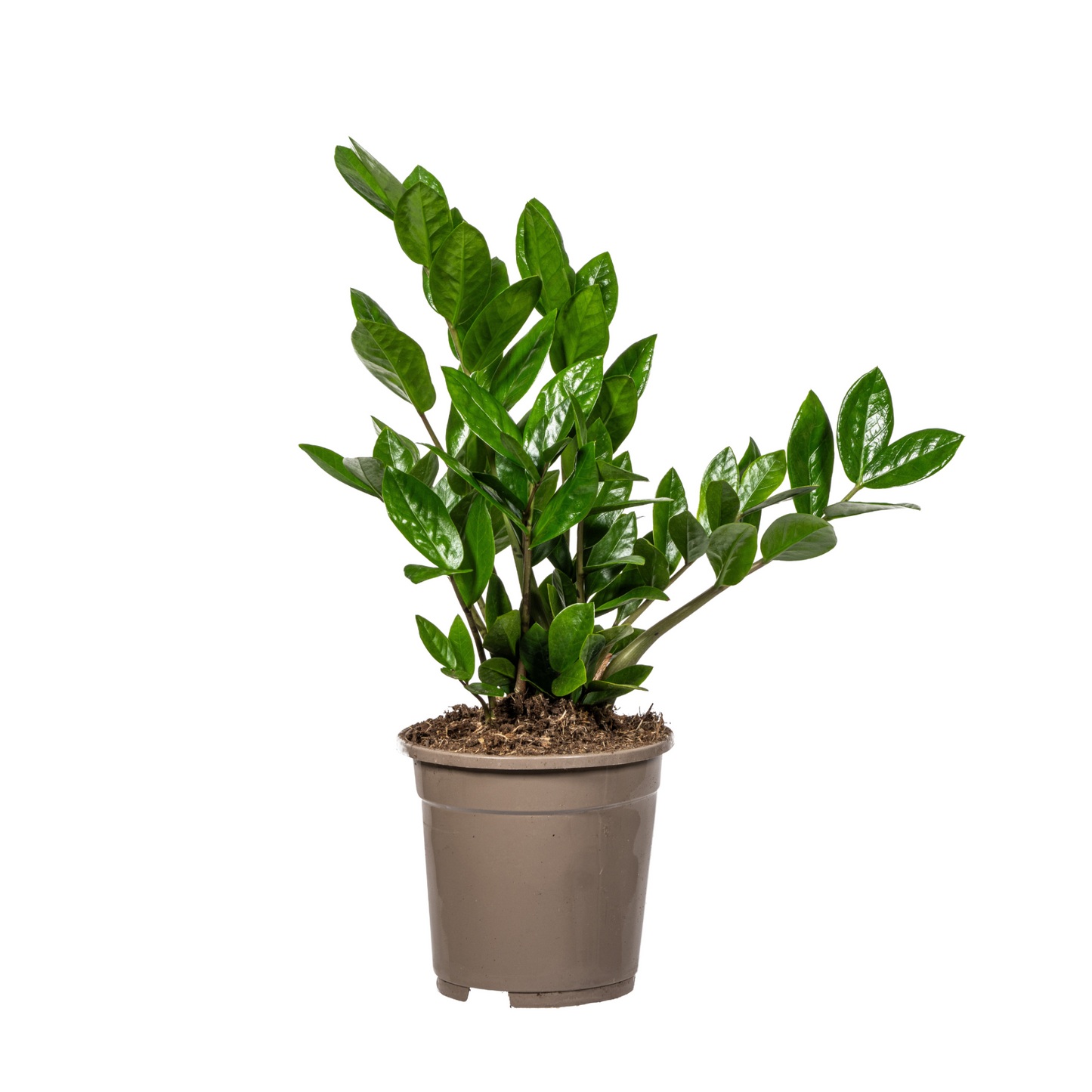Zamioculcas Zamiifolia - "Glücksfeder" - ⭥45cm