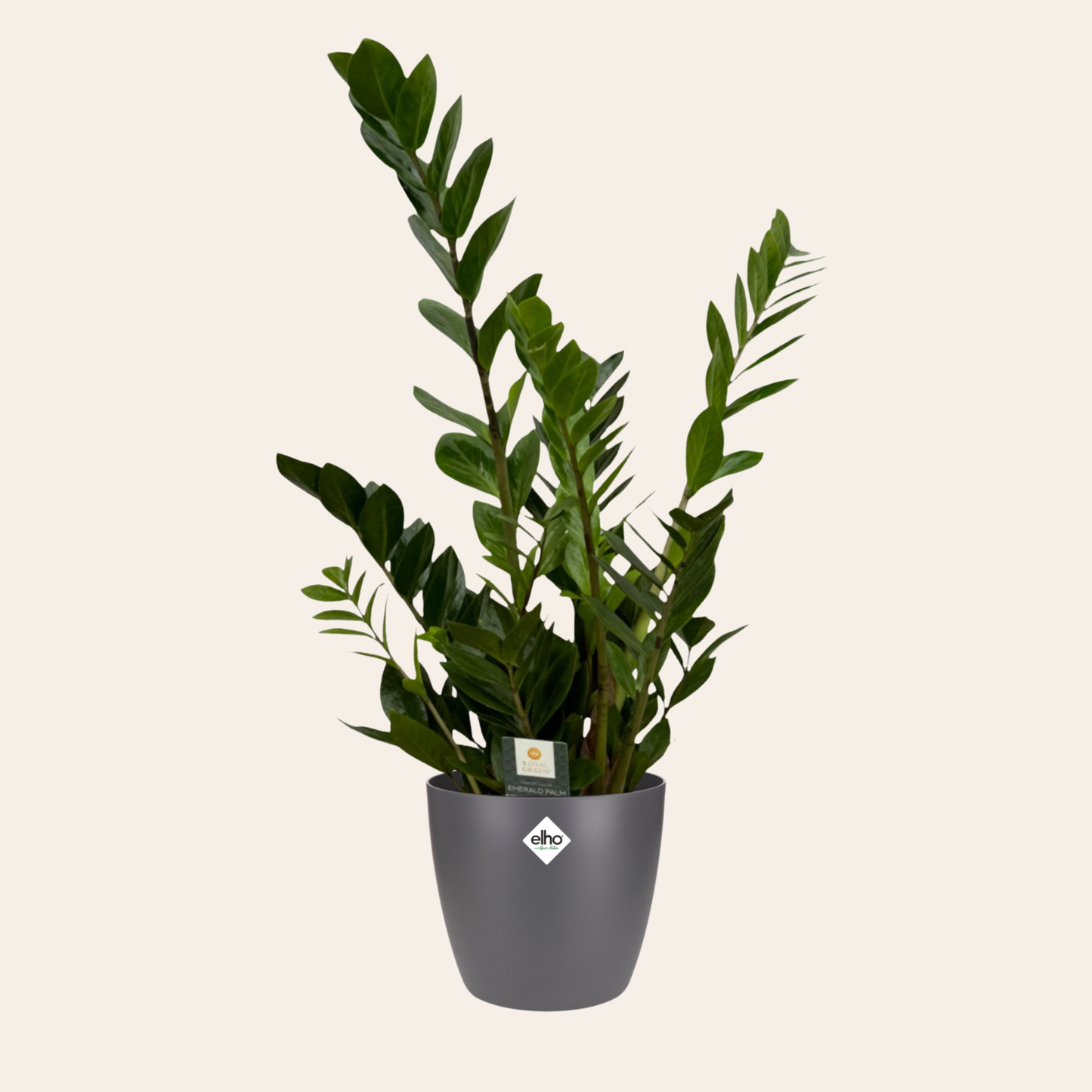 Zamioculcas Zamiifolia - ⭥75cm - mit Pflanztopf ELHO Brussels in Anthrazit