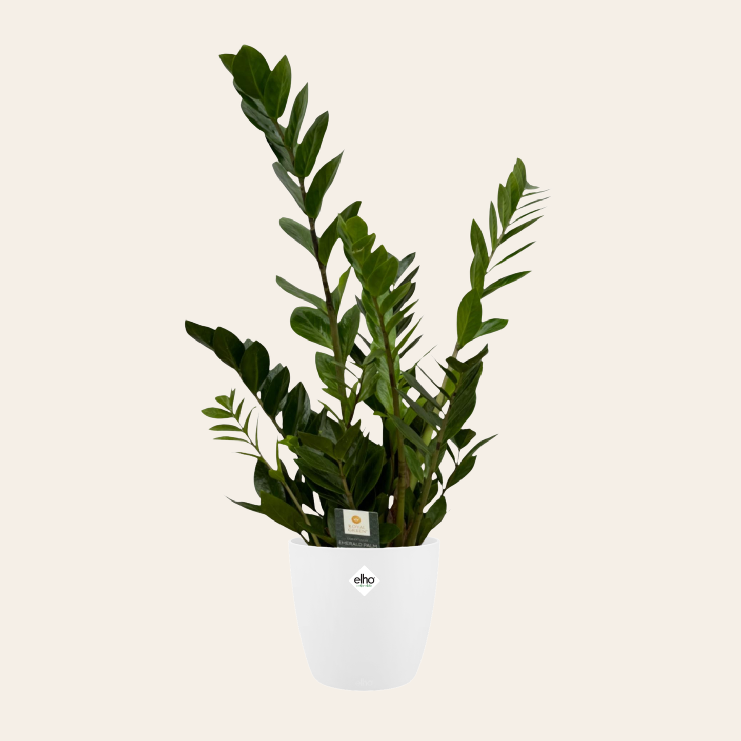 Zamioculcas Zamiifolia - ⭥75cm - mit Pflanztopf ELHO Brussels in Weiß
