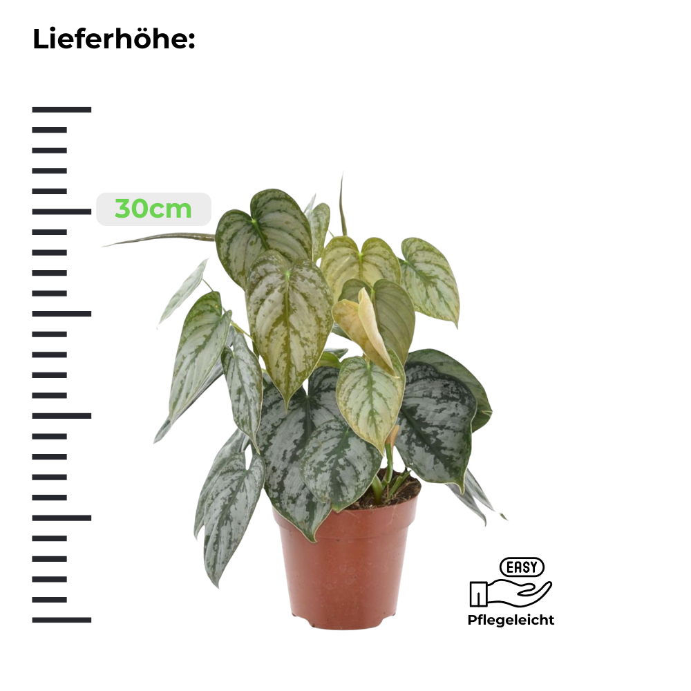Philodendron Brandtianum - ⭥30cm