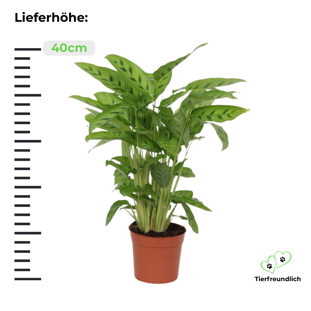 Pflanzenset Calathea Blattduo 1 - Tierfreundlich