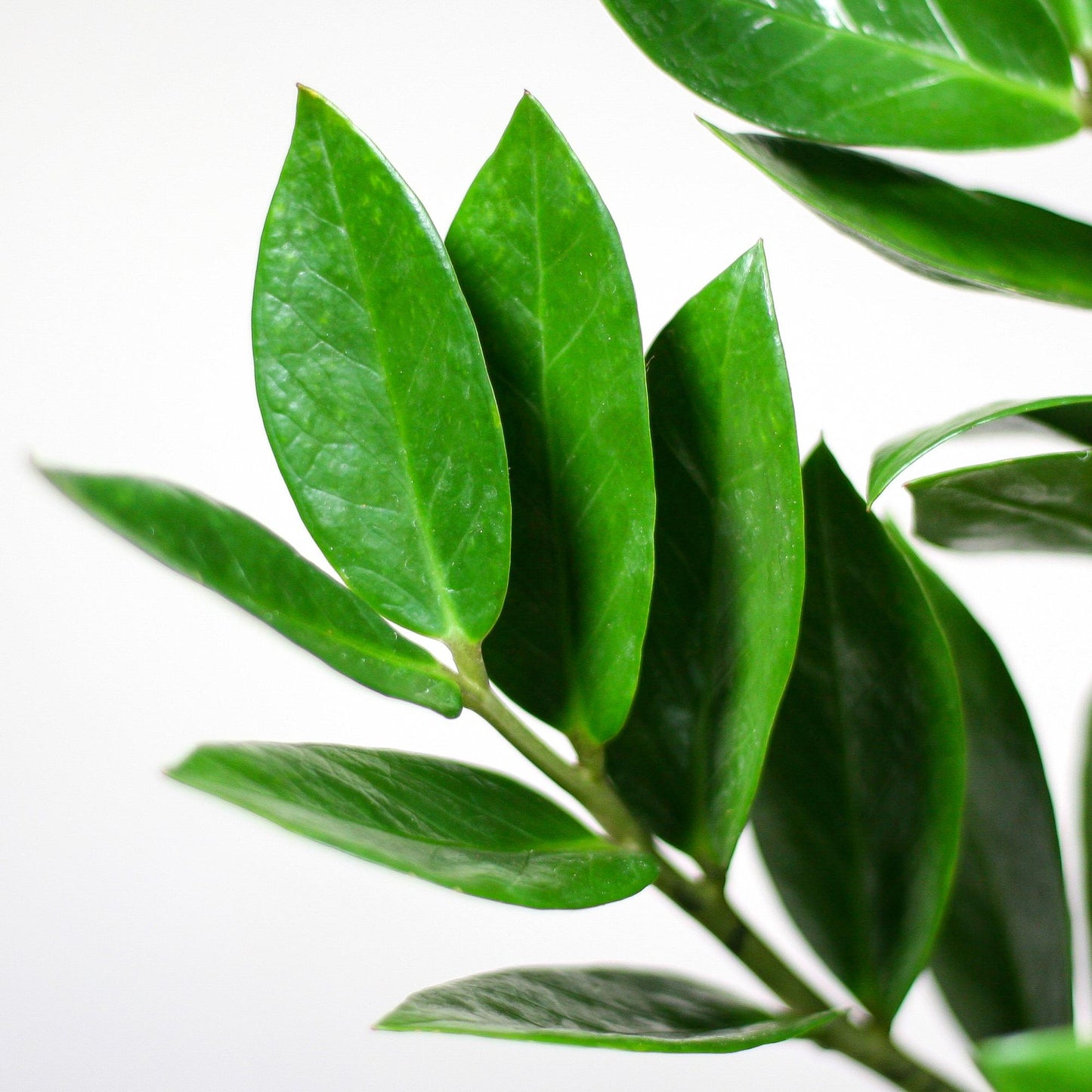 Zamioculcas Zamiifolia - ⭥80cm - mit Pflanzkorb Lissabon in Schwarz
