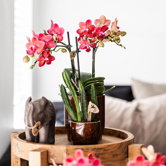 Sukkulente Stapelia - "Aasblume" - ⭥15cm