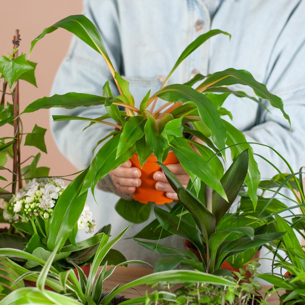 My Home Plant "Save Me Box" - Zimmerpflanzen 6er Set