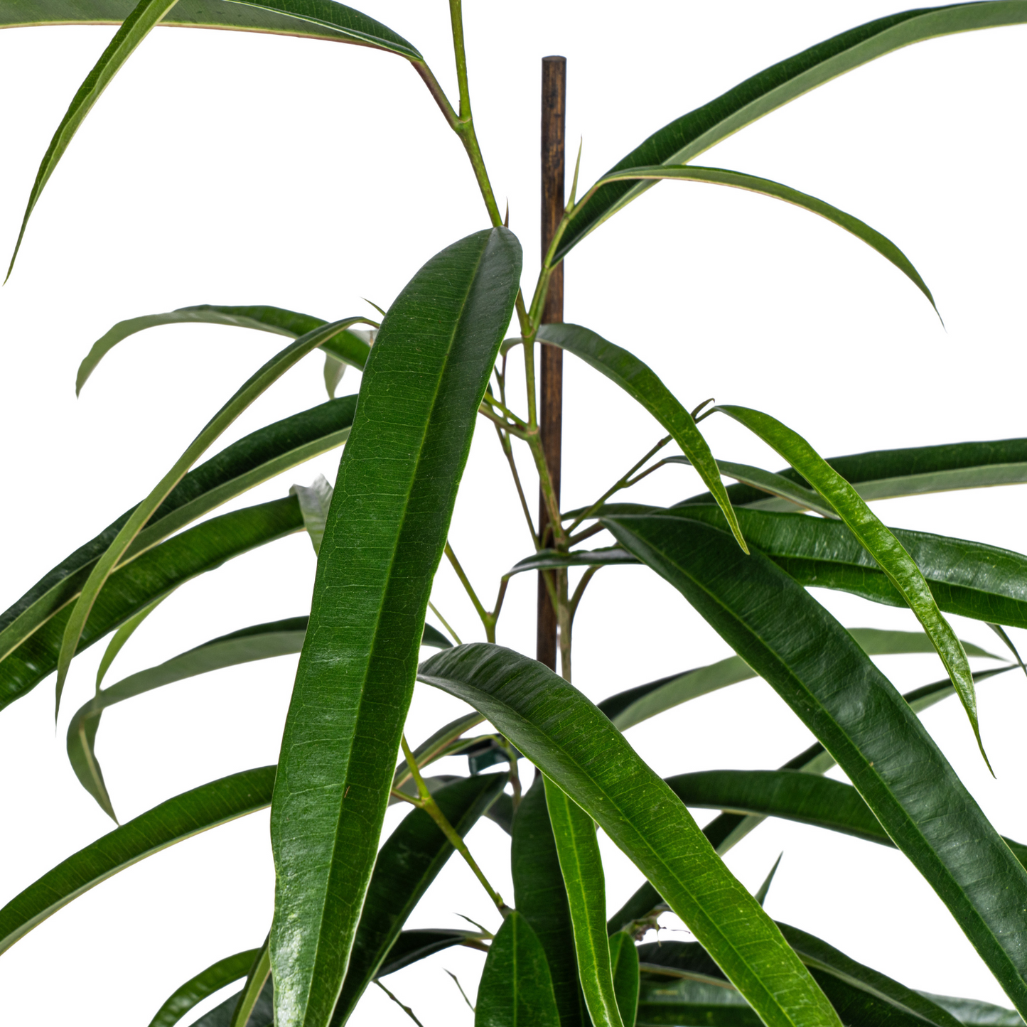 Ficus Binnendijkii Alii - "Alii-Feigenbaum" - ⭥70cm