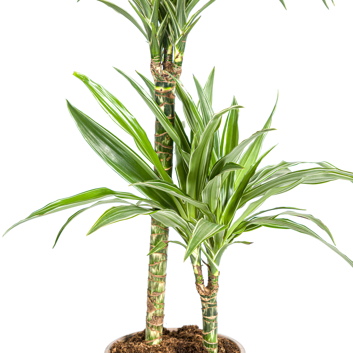 Drachenbaum "White Stripe" - ⭥80cm