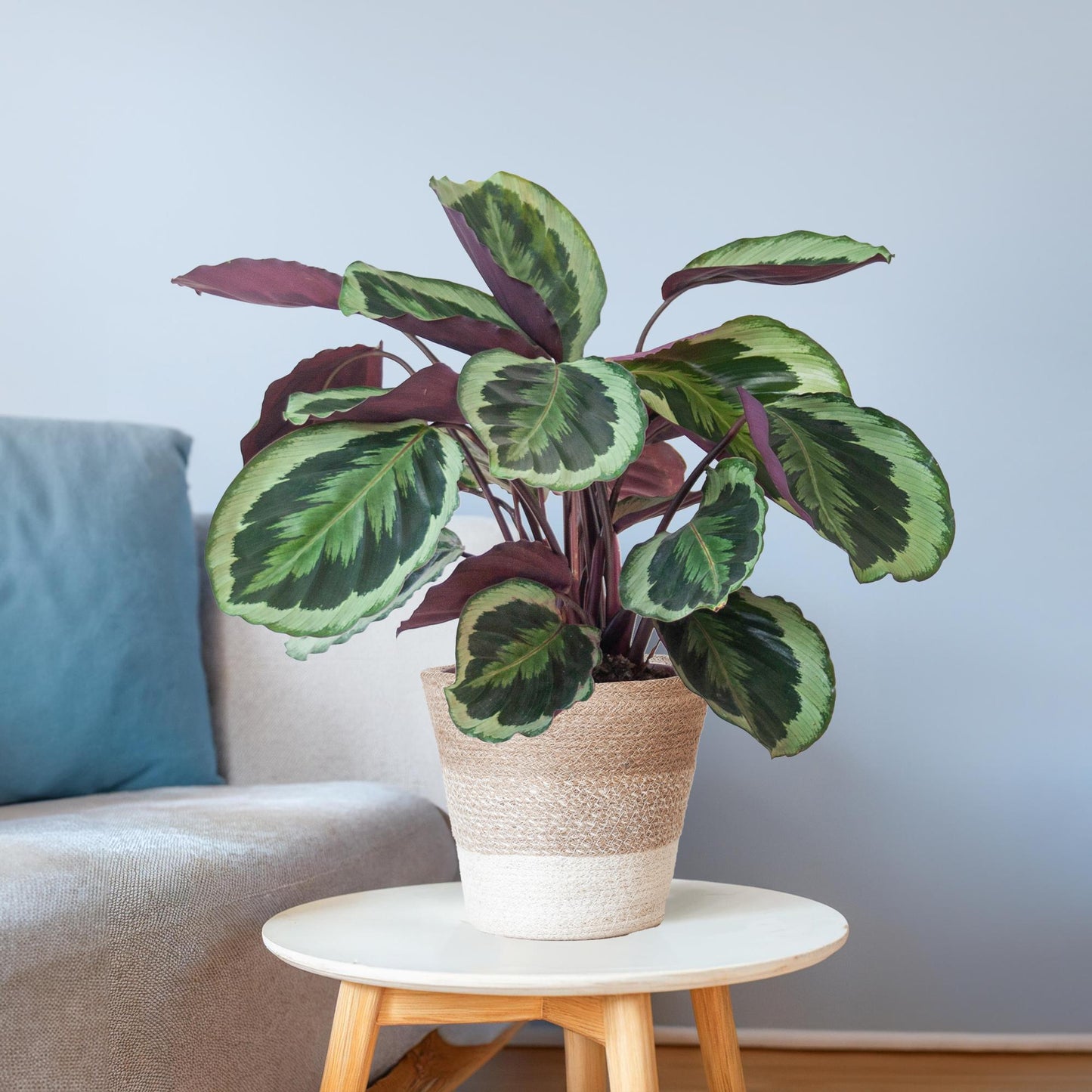Calathea Medaillon - ⭥65cm - mit Pflanzkorb Lissabon in Weiß